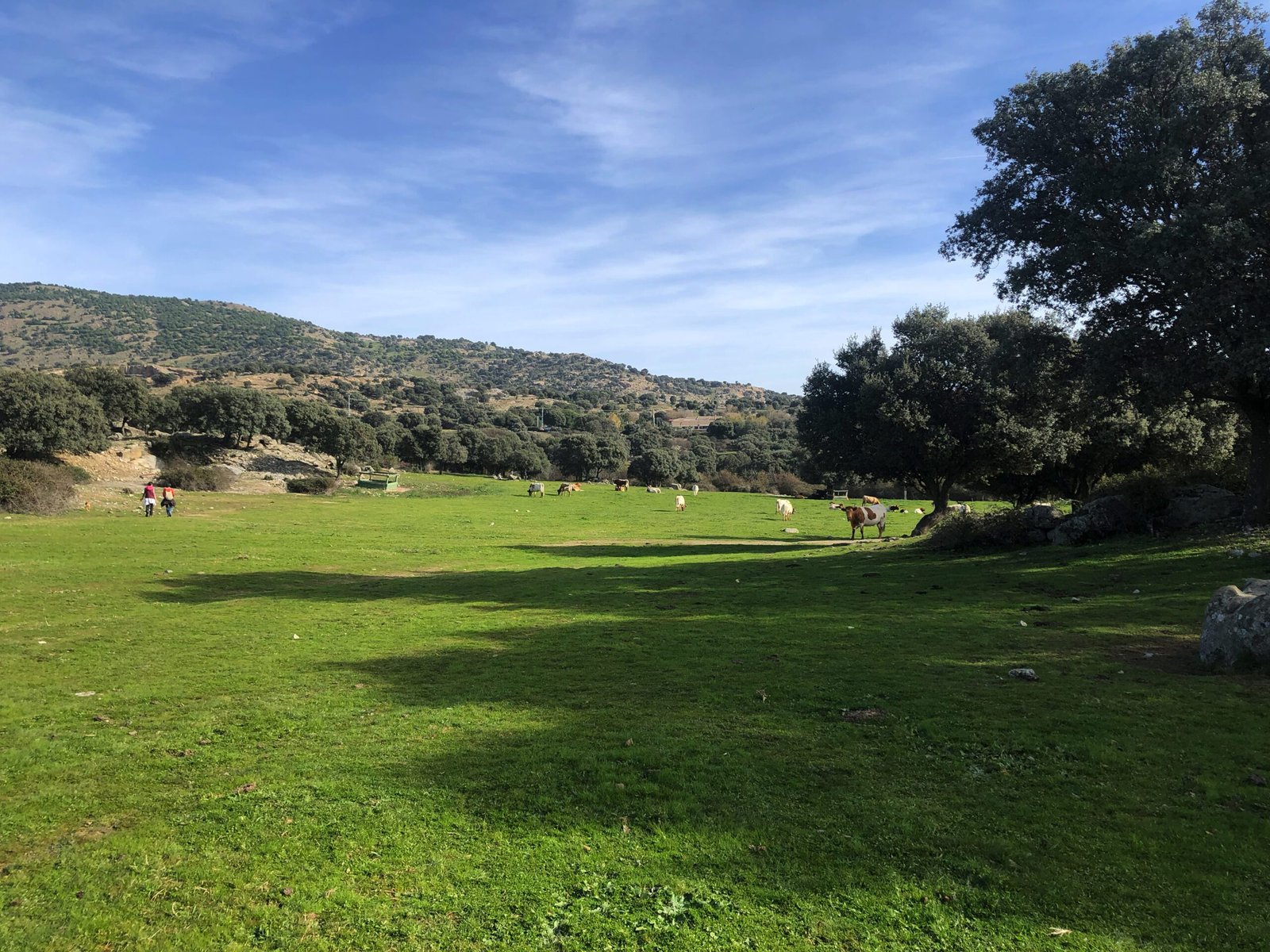 Excursión De cantera en cantera. Dehesa con vacas al fondo.