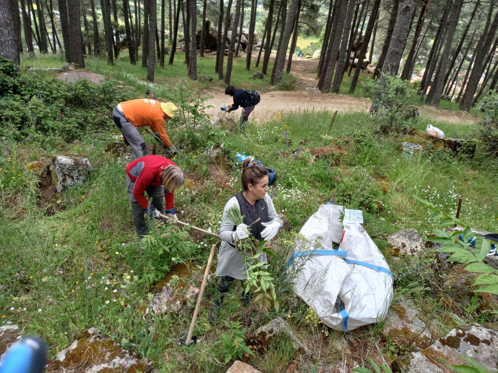 Grupo de ailantos, trabajando durante la Ailantada de 2024